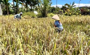 Banyuwangi Catat Surplus 159 Ribu Ton Beras, Dukung Program Swasembada Pangan Nasional