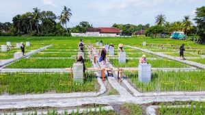 Banyuwangi Bangun Ekosistem Beras Biofortifikasi dari Hulu ke Hilir, Pertama di Indonesia