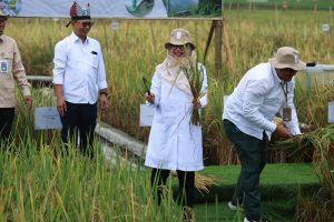 Banyuwangi Resmi Luncurkan Sunwangi, Ekosistem Beras Biofortifikasi Pertama Berskala Industri di Indonesia