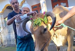 Tradisi Unik Idul Adha di Banyuwangi, Sapi Kurban Dihias dan Dimuliakan Sebelum Disembelih