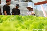 Dua Pemuda Glenmore Jebolan Jagoan Tani Banyuwangi Sukses Kembangkan Hidroponik