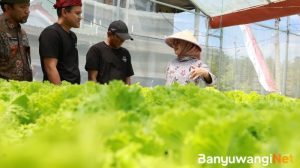 Dua Pemuda Glenmore Jebolan Jagoan Tani Banyuwangi Sukses Kembangkan Hidroponik