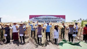 Produksi Jagung Rata-Rata 200 Ribu Ton Tiap Tahun, Surplus Pangan Banyuwangi Terjaga