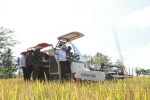 Pupuk Kaltim dan Pemkab Banyuwangi Dorong Swasembada Pangan Lewat Panen Demplot Padi