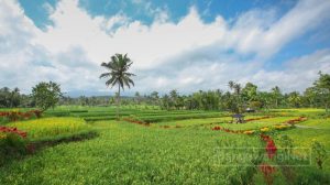 Banyuwangi Ijen Golden Route, Cara Baru Jelajahi Hidden Gem di Kaki Gunung Ijen