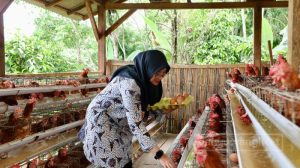 Desa Pakel Banyuwangi Kembangkan Peternakan Ayam Petelur untuk Ketahanan Pangan Warga