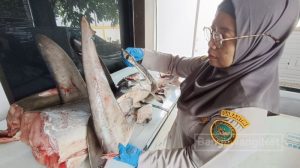 Petugas Karantina Gagalkan Penyelundupan 120 Kg Hiu Segar di Pelabuhan Ketapang Banyuwangi