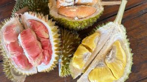 Durian Merah Banyuwangi: Cara Beli, Musim Panen, dan Harganya