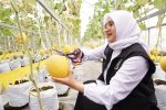 Melon Hidroponik Kalibaru Banyuwangi, Panen 1.000 Buah Tiap Dua Pekan