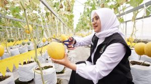 Melon Hidroponik Kalibaru Banyuwangi, Panen 1.000 Buah Tiap Dua Pekan