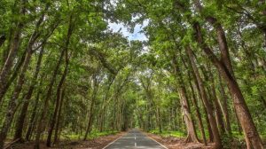 Taman Nasional Alas Purwo Banyuwangi Ditutup Dua Hari Saat Idulfitri 2026