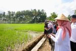 Panen Raya Musim Tanam Pertama 2026, Produksi Padi Banyuwangi Capai 160 Ribu Ton