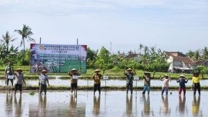 Mitigasi Potensi Kemarau Panjang 2026, Pemkab Banyuwangi Percepat Tanam Padi hingga 672 Hektar