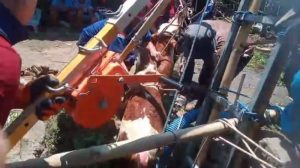 Sapi Tercebur Sumur 12 Meter di Banyuwangi, Damkar Berhasil Selamatkan Hidup-Hidup