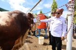 Parade Ternak Banyuwangi, Tampilkan Sapi Seberat 1 ton, Ajang Promosi Peternak dan Persiapan Idul Adha