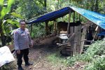 Pria di Banyuwangi Curi Sapi Tetangga untuk Bayar Utang, Dijual Rp6 Juta
