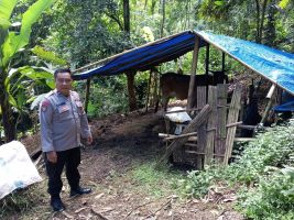 Pria di Banyuwangi Curi Sapi Tetangga untuk Bayar Utang, Dijual Rp6 Juta