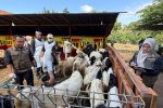 Jelang Idul Adha, Dinas Pertanian dan Pangan Banyuwangi Periksa Kesehatan Hewan Kurban di Lapak Penjualan