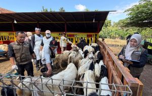 Jelang Idul Adha, Dinas Pertanian dan Pangan Banyuwangi Periksa Kesehatan Hewan Kurban di Lapak Penjualan
