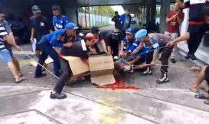 Sapi Kurban Lepas dan Masuk Showroom Mobil di Banyuwangi