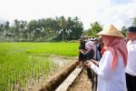 Produksi Beras Banyuwangi Surplus 174 Ribu Ton pada Semester I 2026, Dukung Cadangan Nasional