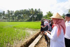Produksi Beras Banyuwangi Surplus 174 Ribu Ton pada Semester I 2026, Dukung Cadangan Nasional