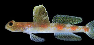 BRIN Temukan Tomiyamichthys Oriens di Perairan Banyuwangi, Spesies Baru Ikan Gobi Udang