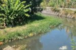 Air Sungai Sobo Banyuwangi Mendadak Hijau, DLH Selidiki Dugaan Sumber Pencemaran