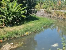 Air Sungai Sobo Banyuwangi Mendadak Hijau, DLH Selidiki Dugaan Sumber Pencemaran