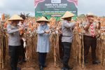 Panen Raya Jagung di Banyuwangi, Produksi 2025 Capai 250.596 Ton