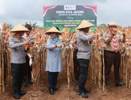 Panen Raya Jagung di Banyuwangi, Produksi 2025 Capai 250.596 Ton
