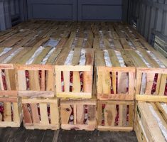 KAI Logistik Uji Coba Kereta Angkut Hasil Bumi Banyuwangi-Jakarta